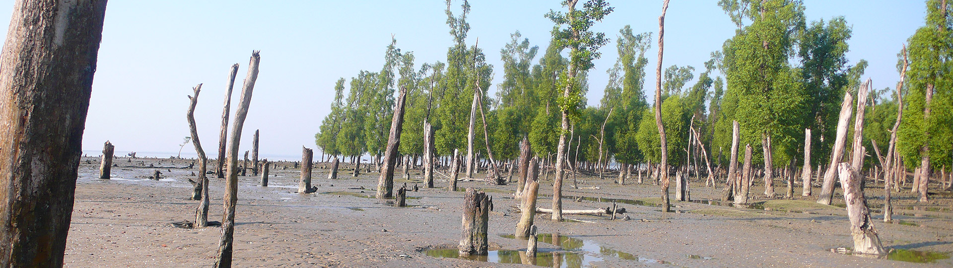 Sundarbans